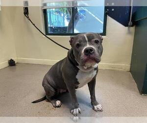 Mutt Dogs for adoption in Pasadena, CA, USA