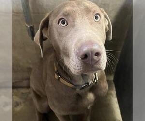 Weimaraner Dogs for adoption in San Martin, CA, USA