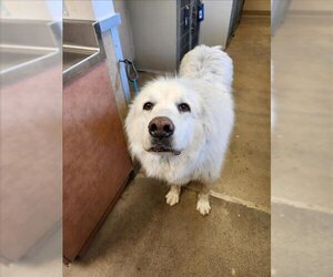 Great Pyrenees Dogs for adoption in Sacramento, CA, USA