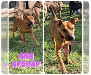 Chinese Shar-Pei-Unknown Mix Dogs for adoption in San Antonio, TX, USA