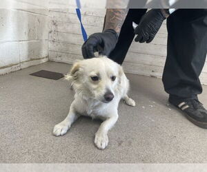 Chihuahua-Unknown Mix Dogs for adoption in San Bernardino, CA, USA