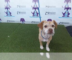 Schweenie Dogs for adoption in Orlando, FL, USA