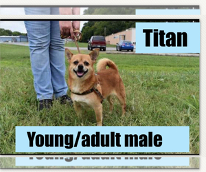 Chiranian Dogs for adoption in Columbia, TN, USA