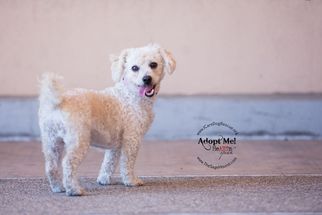 Maltipoo Dogs for adoption in Rancho Santa Margarita, CA, USA