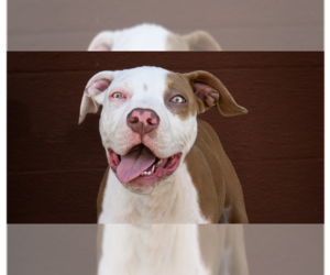 Mutt Dogs for adoption in Abbeville, LA, USA