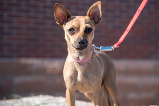 Chiweenie Dogs for adoption in Colorado Springs, CO, USA