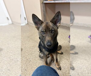 Holland Shepherd Dogs for adoption in Great Bend, KS, USA