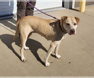American Staffordshire Terrier-Unknown Mix Dogs for adoption in Louisville, KY, USA