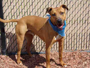 Rhodesian Ridgeback Dogs for adoption in Norco, CA, USA