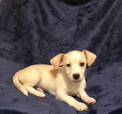 Medium Photo #1 Havanese-Unknown Mix Puppy For Sale in Lexington, SC, USA