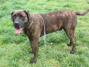 Mastiff Dogs for adoption in Placerville, CA, USA