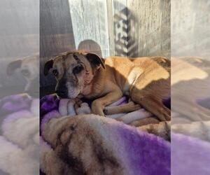 Mutt Dogs for adoption in San Antonio, TX, USA