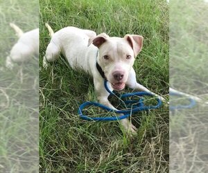 American Bulldog-Unknown Mix Dogs for adoption in Jackson, MS, USA