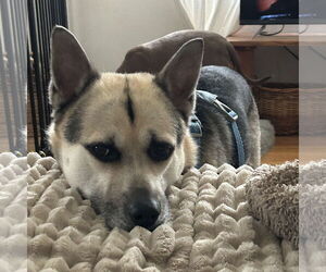 Siberian Husky-Unknown Mix Dogs for adoption in Fargo, ND, USA