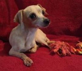 Chiweenie Dogs for adoption in Texarkana, TX, USA