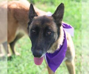 Mutt Dogs for adoption in San Antonio, TX, USA