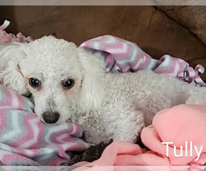 Bichon Frise Dogs for adoption in Sioux Falls, SD, USA