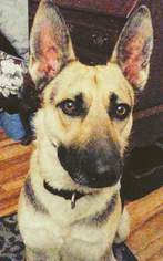 German Shepherd Dog Dogs for adoption in Concord, NC, USA