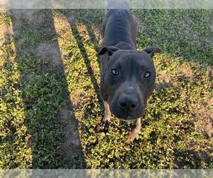 American Pit Bull Terrier-Unknown Mix Dogs for adoption in Ocala, FL, USA