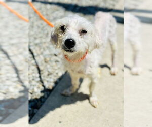 Poodle (Miniature)-Unknown Mix Dogs for adoption in Manahawkin, NJ, USA