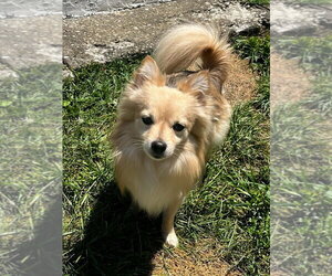 Chihuahua Dogs for adoption in Aurora, IN, USA