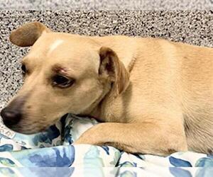 Chihuahua Dogs for adoption in Houston, TX, USA