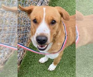 American Pit Bull Terrier-Unknown Mix Dogs for adoption in Fayetteville, NC, USA