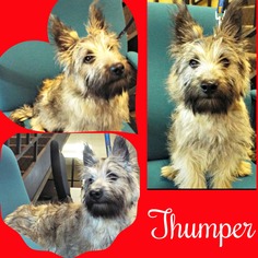 Cairn Terrier Dogs for adoption in Cushing, OK, USA