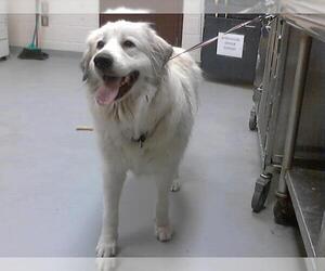 Great Pyrenees Dogs for adoption in Fayetteville, NC, USA