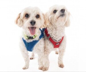 Maltese Dogs for adoption in San Francisco, CA, USA