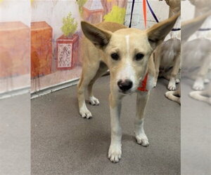 German Shepherd Dog Dogs for adoption in San Bernardino, CA, USA