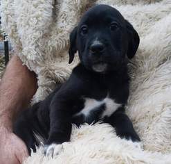 Medium Photo #1 Labmaraner Puppy For Sale in Kohler, WI, USA