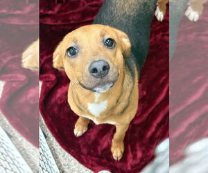 Beagle-Unknown Mix Dogs for adoption in Martinsburg, WV, USA