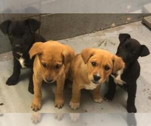 Labrador Retriever Dogs for adoption in Cuba, NY, USA