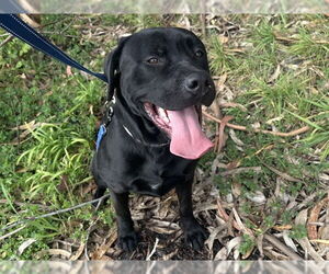Labrador Retriever-Unknown Mix Dogs for adoption in McKinleyville, CA, USA