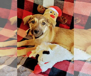 Labrador Retriever-Unknown Mix Dogs for adoption in The Woodlands, TX, USA