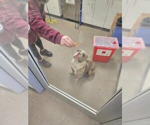 American Bulldog-French Bulldog Mix Dogs for adoption in Berkeley , CA, USA