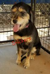 Mutt Dogs for adoption in Apache Junction, AZ, USA