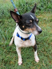 Jack Russell Terrier Dogs for adoption in Franklin, TN, USA