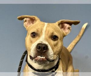 American Pit Bull Terrier Dogs for adoption in Fort Collins, CO, USA