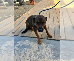 German Shepherd Dog Dogs for adoption in Stockton, CA, USA