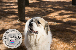 Great Pyrenees Dogs for adoption in Lake City, MI, USA