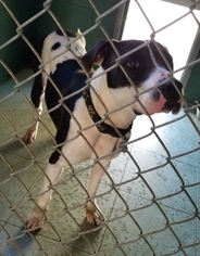 American Pit Bull Terrier Dogs for adoption in Melrose, FL, USA