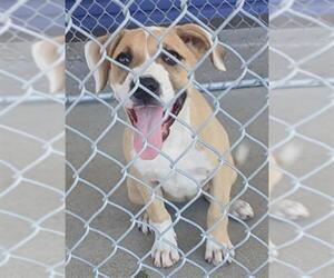 American Pit Bull Terrier Dogs for adoption in Bakersfield, CA, USA
