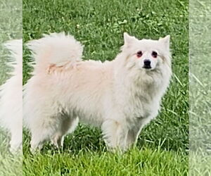 American Eskimo Dog Dogs for adoption in Pikesville, MD, USA