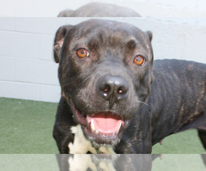 Boxador Dogs for adoption in Salem, MA, USA