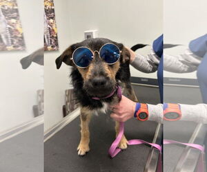 Mutt Dogs for adoption in Plainfield, IL, USA