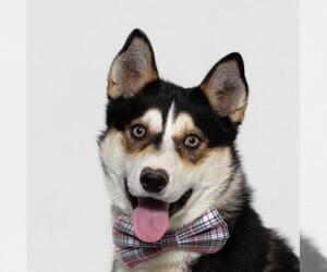 Siberian Husky Dogs for adoption in Santa Barbara, CA, USA