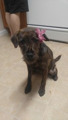 Medium Photo #1 Mutt Puppy For Sale in Centreville, VA, USA