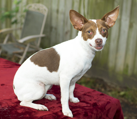 Small Dachshund-Jack Russell Terrier Mix